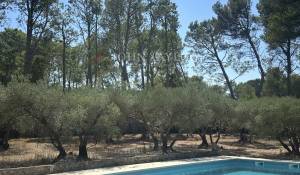 Prodej Mas Saint-Rémy-de-Provence