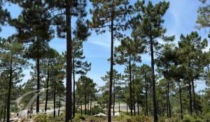 Prodej Pozemek Carvalhal