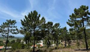 Prodej Pozemek Carvalhal