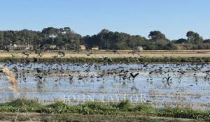 Prodej Pozemek Comporta