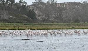 Prodej Pozemek Comporta