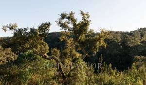 Prodej Pozemek São Francisco da Serra