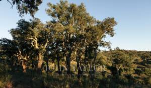 Prodej Pozemek São Francisco da Serra