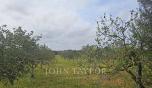 Prodej Stavební pozemky Llucmajor