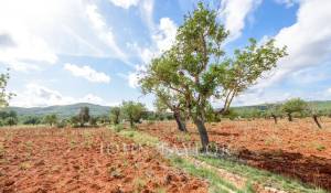 Prodej Vlastnictví Santa Eularia des Riu