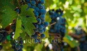 Prodej Vlastnost vinice Bordeaux