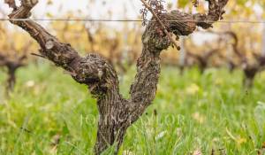 Prodej Vlastnost vinice Bordeaux