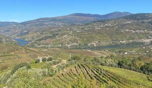 Prodej Vlastnost vinice Cambres