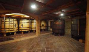 Prodej Vlastnost vinice Cuenca