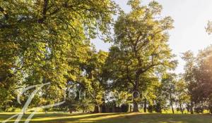 Prodej Vlastnost vinice Sadirac